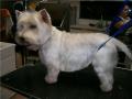 Woof and Ready - Mobile Grooming and Microchipping image 8
