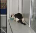 Jans Cattery image 9