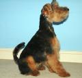 Worthing Dog Grooming image 6