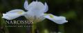 Narcissus image 3