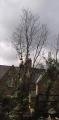 Nunhead Tree Care - Tree Surgeon South London image 3