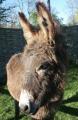 The Scottish Borders Donkey Sanctuary image 3