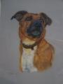Pet Portraits. John Graham Art. image 6