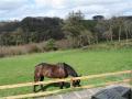 Dartmoor Farm Cottages image 3
