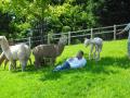 Hollycombe Alpacas image 2