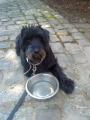 Personal Pet Services - Dog Walking & Pet Sitting, Bournemouth, Poole & Dorset image 2