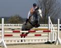 SHERIDAN SPORT HORSES - LIVERY - HORSE SALES image 3