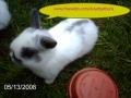dwarf pet bunnies image 1