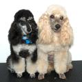 Worthing Dog Grooming image 3