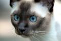 Khardagia Kats Tonkinese Burmese Siamese Somali Cat Breeder image 2