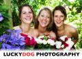 Brighton wedding photographers- Lucky Dog logo
