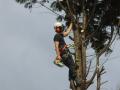 M Juby Tree Services image 2