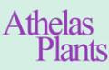 Athelas Exotic Plants image 1