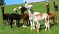 Greenholme Alpacas image 1