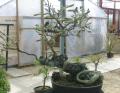 Plantasia and Little Oak Bonsai image 1
