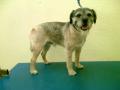 CANINE CUTS DOG GROOMING image 4