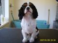 Smart Dogs Grooming Parlour image 3