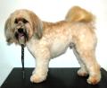 Worthing Dog Grooming image 8