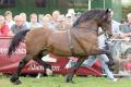 Aberaeron Festival of Welsh Ponies and Cobs image 1