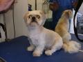 Oliver's Dog Grooming Services image 2