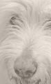Christie Scissorhounds Dog Grooming logo