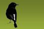 Oenanthe Birding Adventures, Norfolk logo