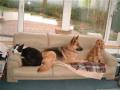 Cumbria Pet Care. Pet Sitting. Dog Boarding. Dog Walking. Dog Day Care image 2