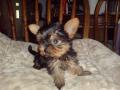 DOG BREEDER VERGO YORKSHIRE TERRIER PUPS TOYS & MINIATURES image 3