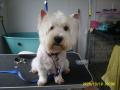 Smart Dogs Grooming Parlour image 1