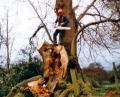 Ilkley Tree surgeons image 2