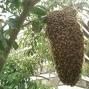 Adopt a hive image 2