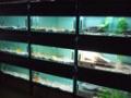 The Aquatic Store image 2