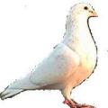White Dove Releases image 10