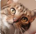 Windsor Cat Visits | Cat Sitting Service | Cattery Alternative image 1