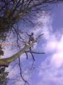 clee tree services image 5