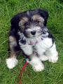 Tibetan Terrier Dogs image 8