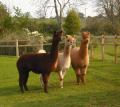 Hollycombe Alpacas image 1