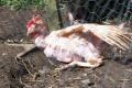 Little Hen Rescue image 3