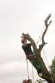 Branching Out Tree Services image 8
