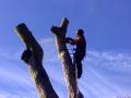 Taw and Torridge Tree Services image 2