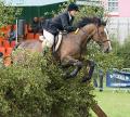 Aberaeron Festival of Welsh Ponies and Cobs image 3