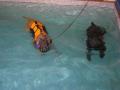 Corley Canine Pool image 3