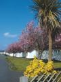 Gower Holiday Village image 4