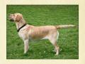 Trevorder Labradors image 1