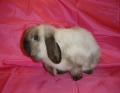 Mini Lop and  Lion Lop Rabbit Breeder image 2