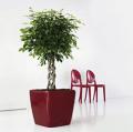 Buds Interior landscaping and office plant rental image 8