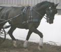 Aberdeen Carriage Driving image 1
