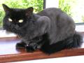 Cat Sitter Chesterfield (Cattery Alternative) image 3