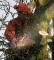 ICD Tree Services image 1