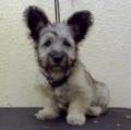 CANINE CUTS DOG GROOMING image 3